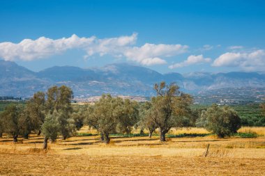 Güzel dağ manzarası ile zeytin ekimi, Girit Adası, Yunanistan