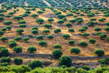 Girit Adası Yunanistan, Girit manzara zeytin alanları