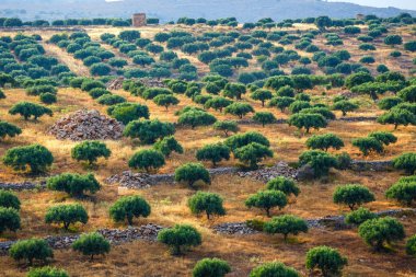 Girit Adası Yunanistan, Girit manzara zeytin alanları