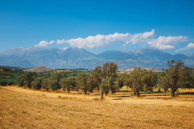 Güzel dağ manzarası ile zeytin ekimi, Girit Adası, Yunanistan