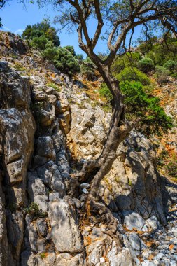 Kritsa Gorge yakınındaki Agios Nikolaos Crete, Yunanistan