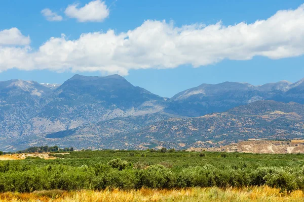 Güzel dağ manzarası ile zeytin ekimi, Girit Adası, Yunanistan