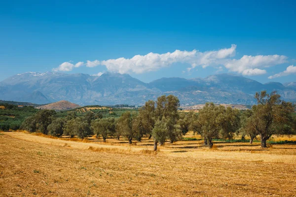 Güzel dağ manzarası ile zeytin ekimi, Girit Adası, Yunanistan