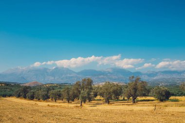 Güzel dağ manzarası ile zeytin ekimi, Girit Adası, Yunanistan