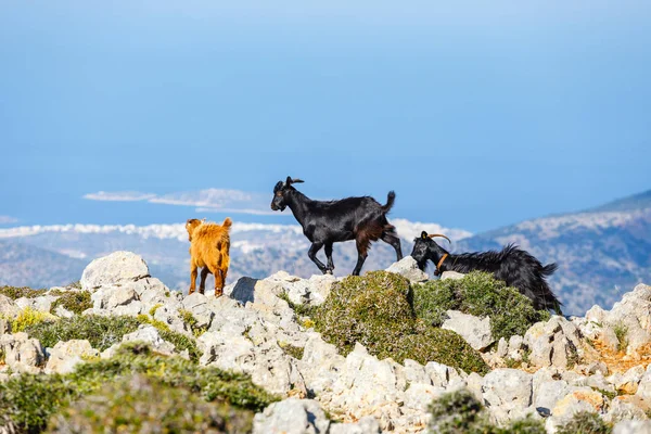 Cabra doméstica en las montañas de la isla de Creta, Grecia —  Fotos de Stock