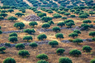 Girit Adası Yunanistan, Girit manzara zeytin alanları