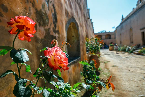 Mooie rozen in de pot, Arkadi klooster op Kreta, Griekenland — Stockfoto
