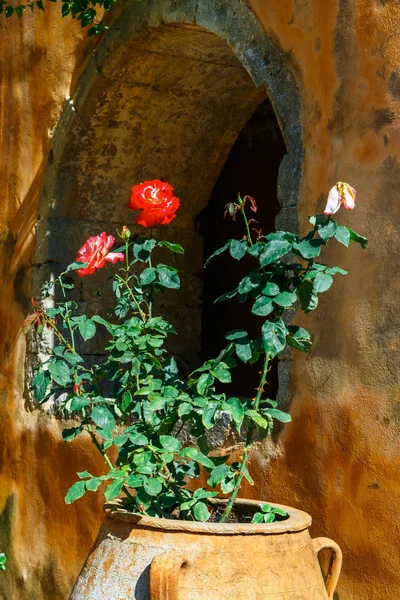 Güzel güller tencerede, Arkadi manastır adasında Crete, Yunanistan