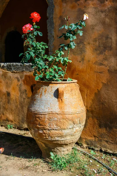 Mooie rozen in de pot, Arkadi klooster op Kreta, Griekenland — Stockfoto