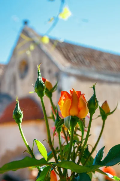 Mooie rozen in de pot, Arkadi klooster op Kreta, Griekenland — Stockfoto