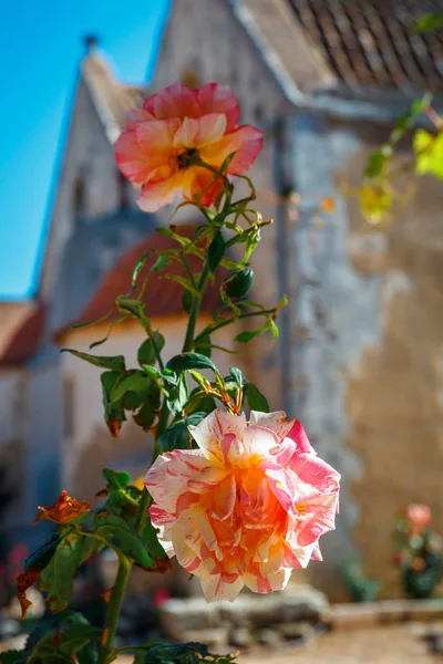 Beautiful roses in the pot,  Arkadi Monastery on Crete island, Greece — Stock Photo, Image