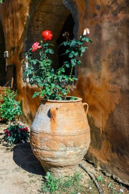 Güzel güller tencerede, Arkadi manastır adasında Crete, Yunanistan