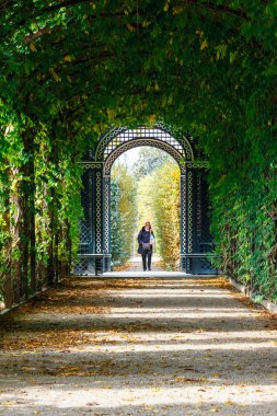 Viyana, Avusturya, 14 Ekim 2016: Schonbrunn Palace Vienna, Viyana, Avusturya acacias yeşil bir tünel oluşturan romantik Bahçe geçit