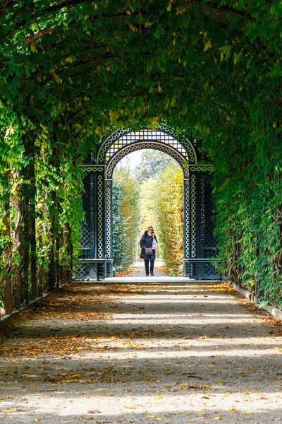 Viyana, Avusturya, 14 Ekim 2016: Schonbrunn Palace Vienna, Viyana, Avusturya acacias yeşil bir tünel oluşturan romantik Bahçe geçit