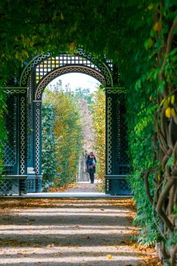 Viyana, Avusturya, 14 Ekim 2016: Schonbrunn Palace Vienna, Viyana, Avusturya acacias yeşil bir tünel oluşturan romantik Bahçe geçit