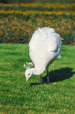 Albino tavuskuşu Wallenstein Garden Prag, Çek Cumhuriyeti için portresi