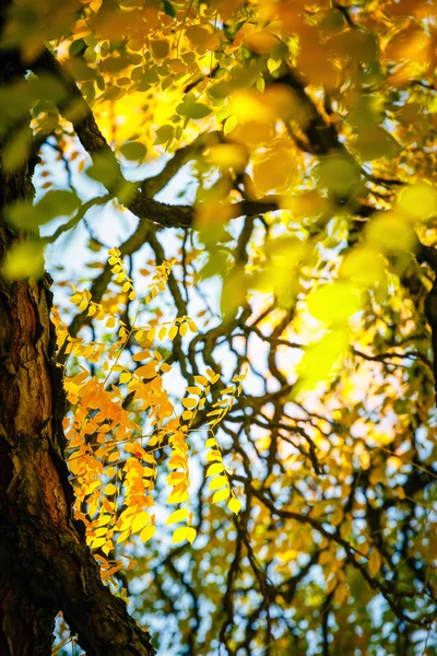 Fundo colorido da folha de outono, close-up — Fotografia de Stock