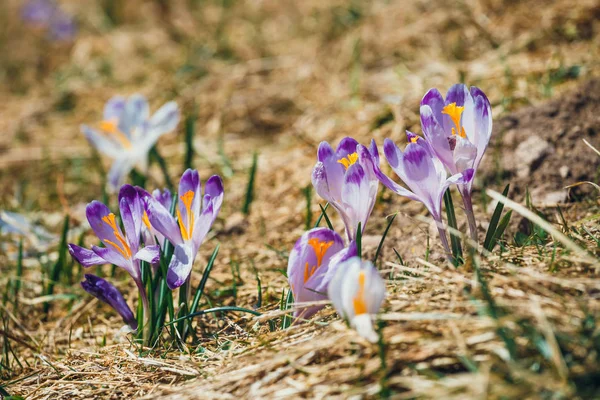 Crochi viola in fiore nelle montagne Tatra, fiore di primavera — Foto Stock