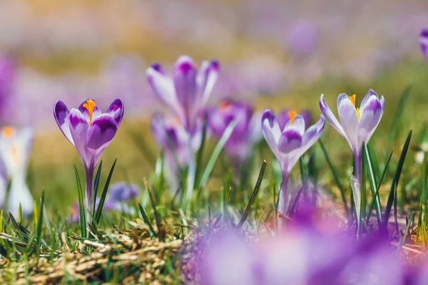 Florescendo crocos violeta em Montanhas Tatra, flor de primavera — Fotografia de Stock