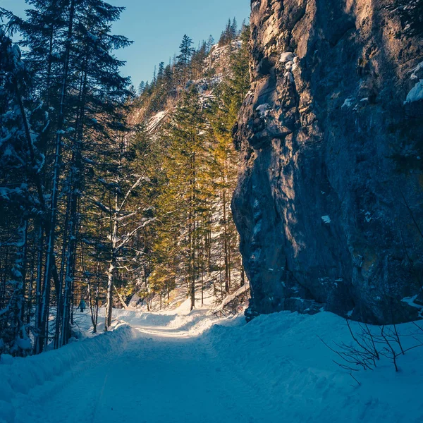 Замерзший лес со снегом, зимний пейзаж — стоковое фото