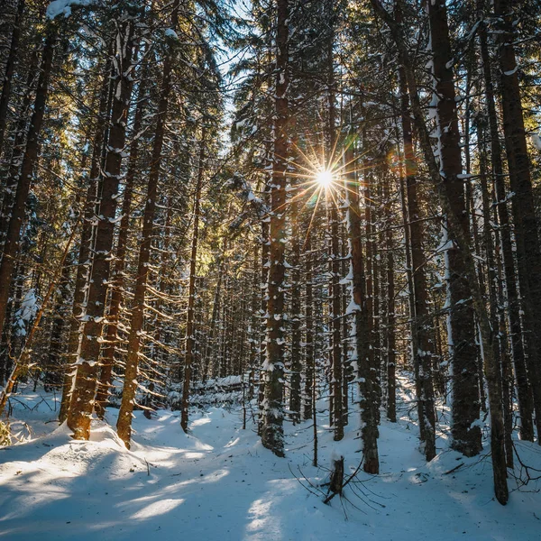 Mražené lesní sníh, zimní krajina — Stock fotografie