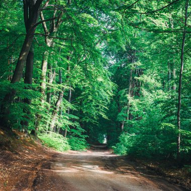Yolu ormandaki, doğal güneş ışığı ahşap arka plan
