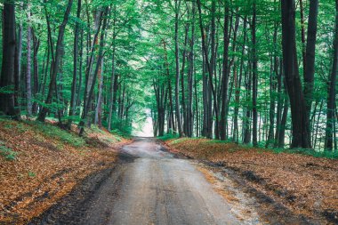 Yolu ormandaki, doğal güneş ışığı ahşap arka plan