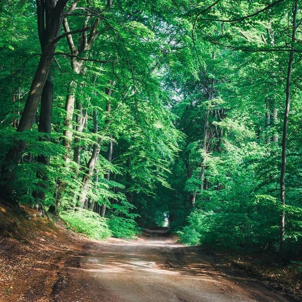 Sentiero nella foresta, luce naturale del sole sfondo in legno — Foto Stock