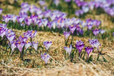 Menekşe çiğdemler Tatra Dağları, Bahar çiçek çiçeklenme