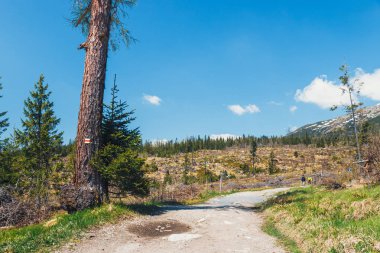 dağ Rüzgar tatra Dağları'nda sonra kırık orman