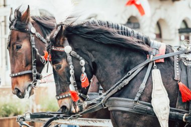 iki at arabası için şehir turu sırasında harnessed