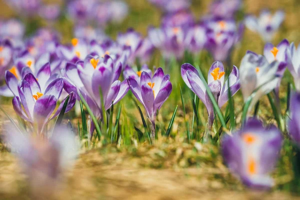Azafrán violeta en las montañas de Tatra, flor de primavera —  Fotos de Stock