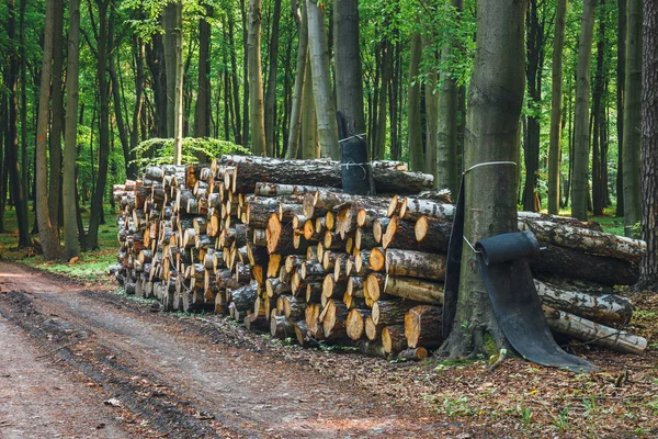 Stapel hout in het groene woud — Stockfoto