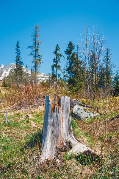 Gebroken bos na berg wind in het Tatragebergte — Stockfoto