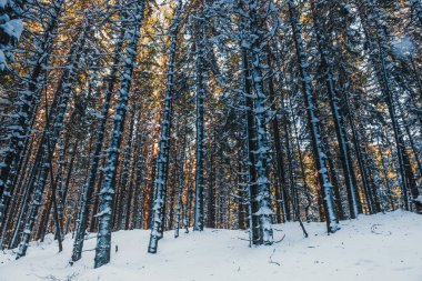 kar, kış manzarası ile dondurulmuş orman