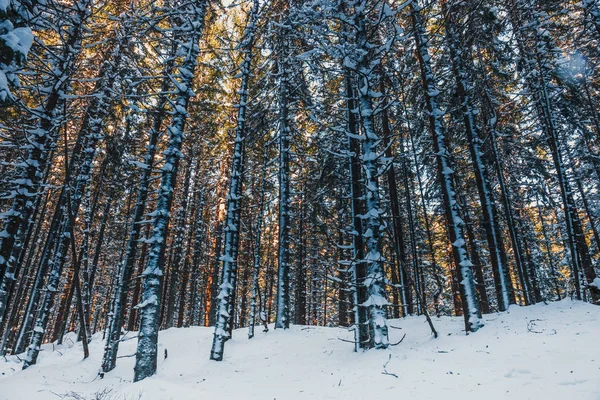 Mražené lesní sníh, zimní krajina — Stock fotografie