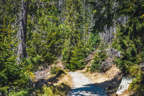 Trasiga skog efter berg vind i Tatrabergen — Stockfoto