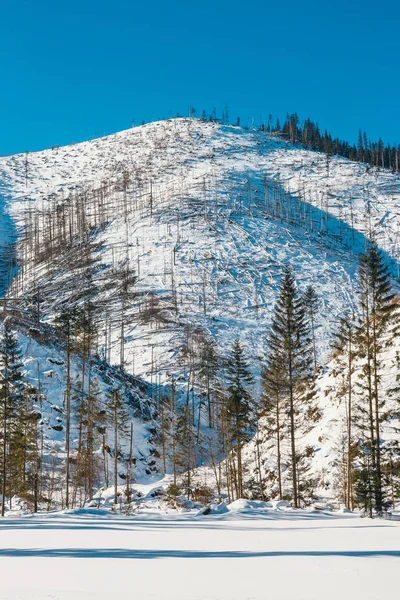 タトラ山脈、Koscieliska 谷の冬 — ストック写真