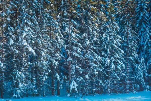Bosque congelado con nieve, paisaje invernal —  Fotos de Stock