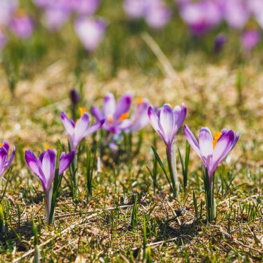 Menekşe çiğdemler Tatra Dağları, Bahar çiçek çiçeklenme