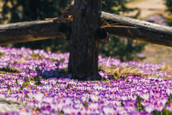 Kwitnący fioletowe krokusy w Tatrach, wiosna kwiatów — Zdjęcie stockowe