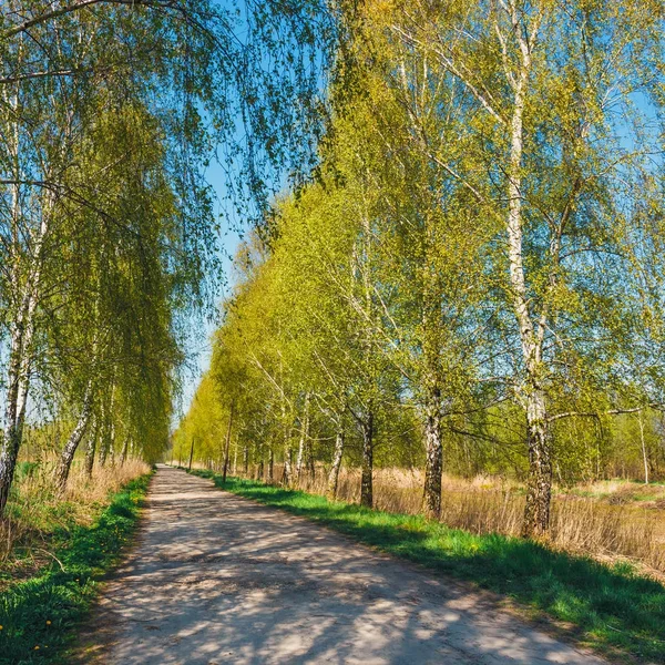 Green birch alley in the park at summer time — Stock Photo, Image