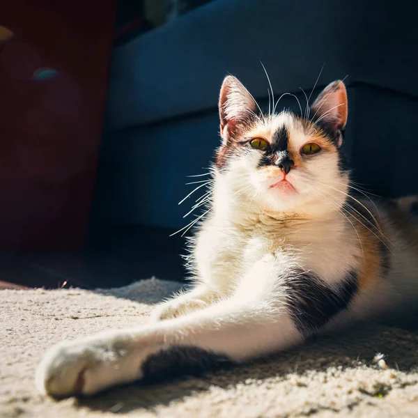 Zbliżenie ładny kot, leżąc na dywanie — Zdjęcie stockowe