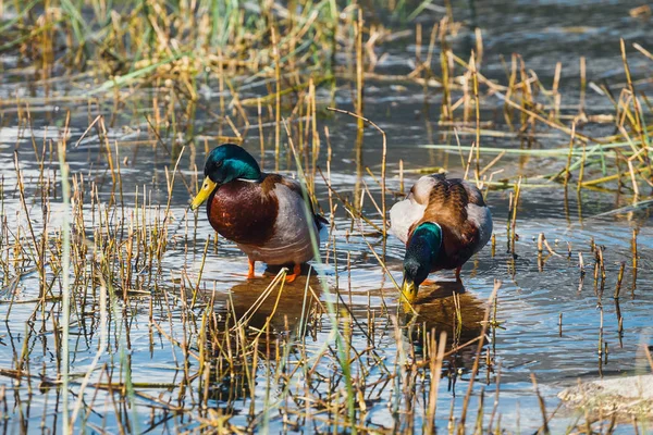 Stockente (anas platyrhynchos), strbske pleso in der Hohen Tatra, Slowakei — Stockfoto