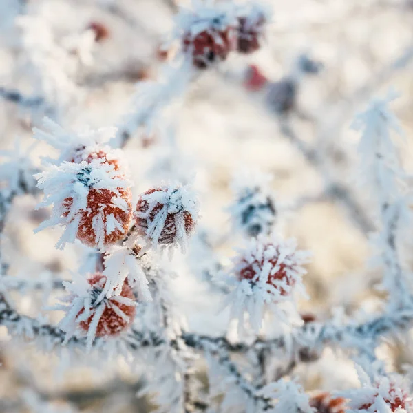 Kartopu hoarfrost dallar ile kırmızı çilek yakın çekim — Stok fotoğraf