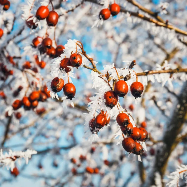 Nahaufnahme von roten Viburnum-Beeren mit Raureif an den Zweigen — Stockfoto