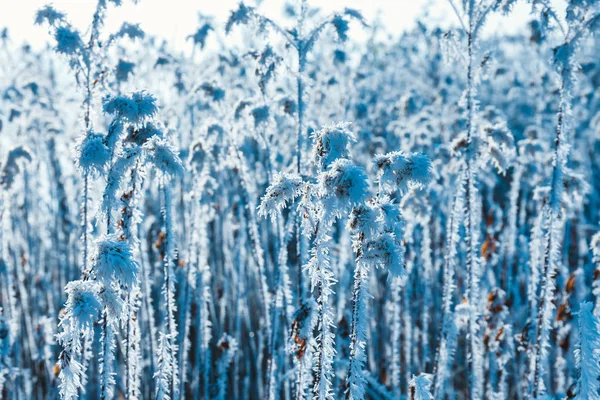 Högt gräs i snö, vintern bakgrund i blått — Stockfoto