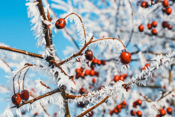 Close up of red berries of viburnum with hoarfrost on the branches — Stock Photo, Image
