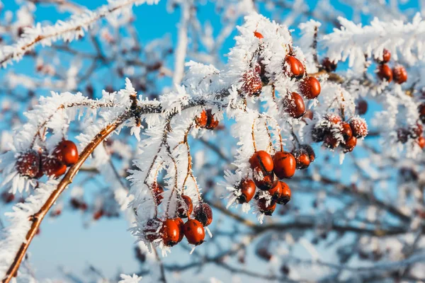 枝に霜でガマズミの赤い果実のクローズ アップ — ストック写真