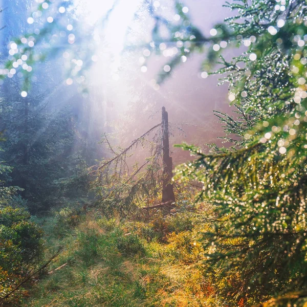 Paesaggio della foresta con il sole che getta bei raggi attraverso la nebbia — Foto Stock